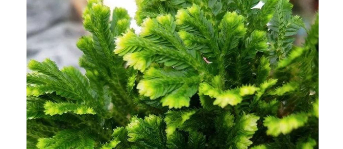 �����᝙�ϴ����